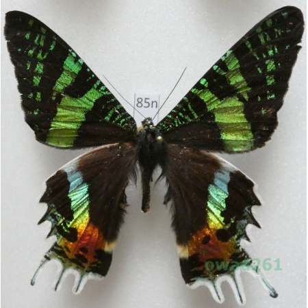 Chrysiridia rhipheus (Drury, 1773) Madagascar 75mm85n